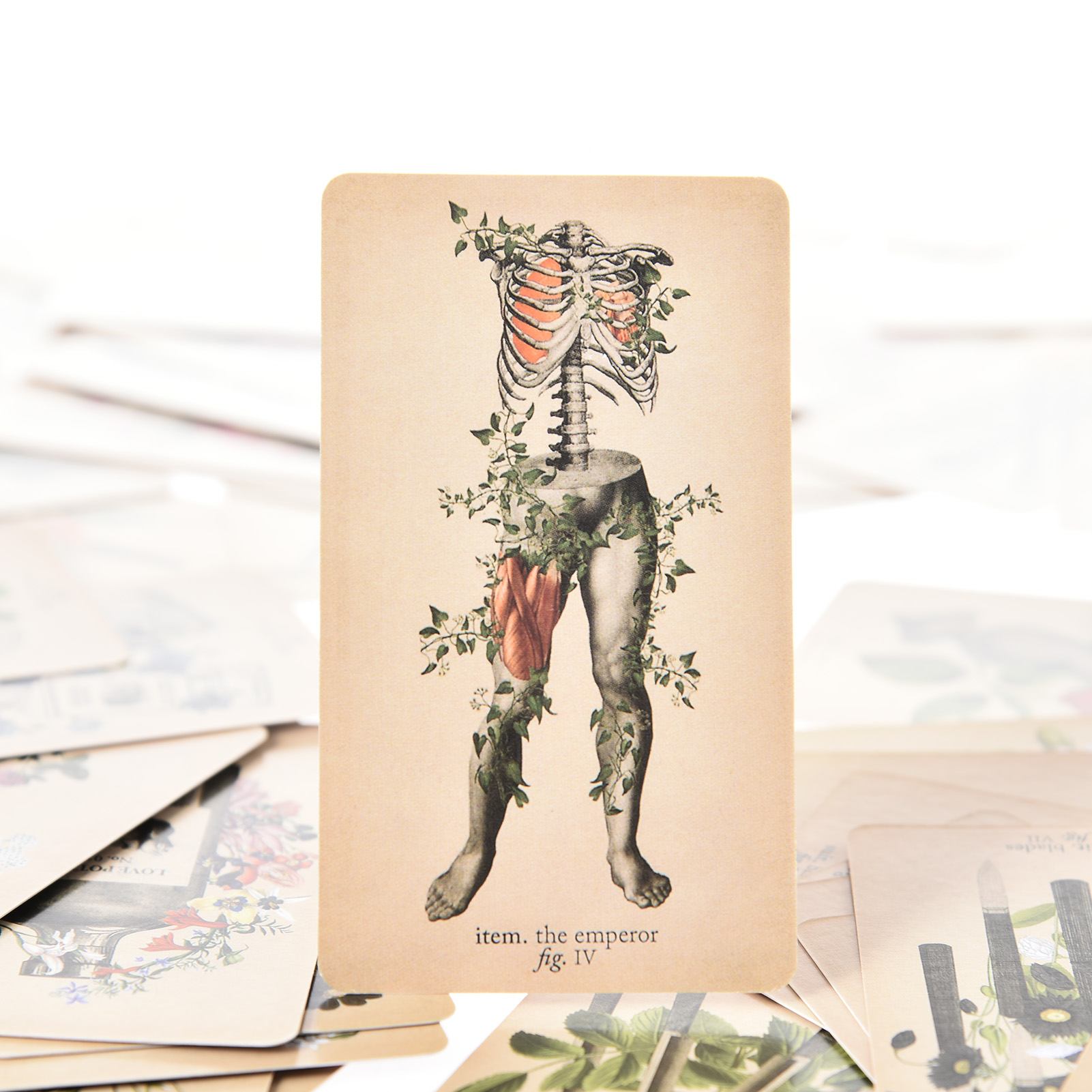 Kartu Tarot Anatomi Antik Vers - Tarot Deck With Guidebook ulasan dan harga